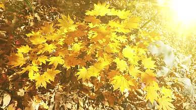 唯美粒子光斑金色秋天动态背景视频模板视频的预览图